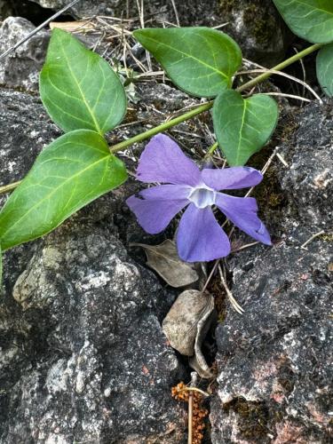 a purple flower on a rock with green leaves at Alcarria , Casa del Agua in Albalate de Zorita
