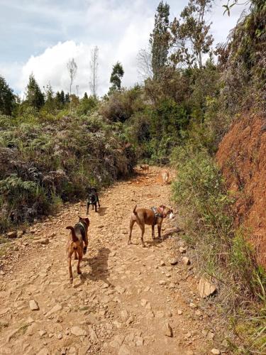 three dogs walking down a dirt road at KITE KIWE LODGE - Parque Arvi in Guarne