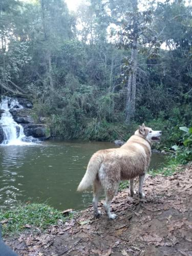 a dog standing next to a river with a waterfall at KITE KIWE LODGE - Parque Arvi in Guarne
