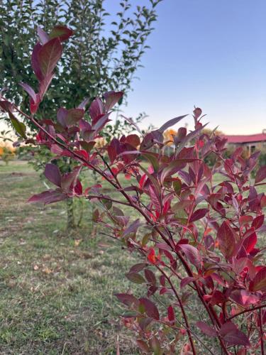 a plant with red leaves in a yard at Cabañas Campestres Inés in Chillán
