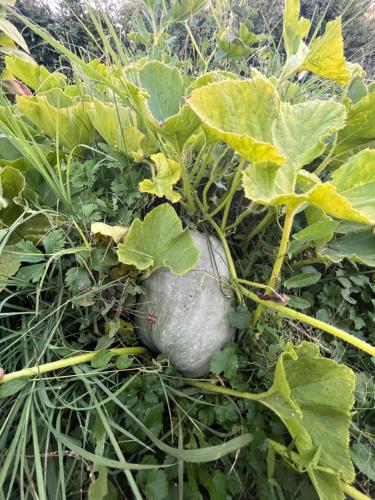 a plant with a gray rock in the grass at Cabañas Campestres Inés in Chillán