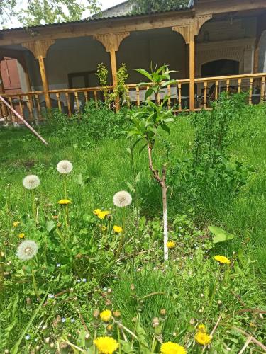 a field of weeds and flowers in front of a house at Rima's house Jervezh in Yerevan