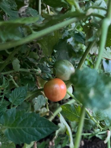 a tomato is growing on a green plant at Cabañas Campestres Inés in Chillán