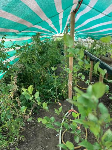 a garden with green plants in a blue umbrella at Cabañas Campestres Inés in Chillán