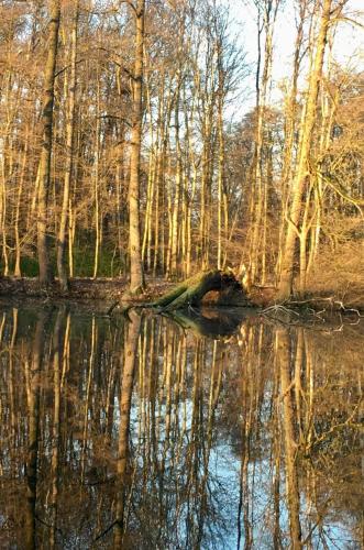 a reflection of trees in a body of water at Cozy apartment steps from the spa fountain in Poděbrady