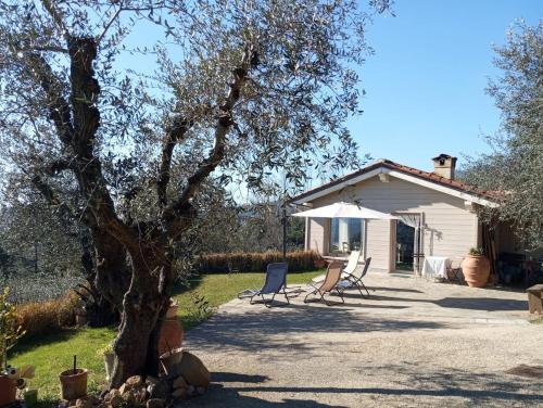 Foto Oliveto Tuscany 1