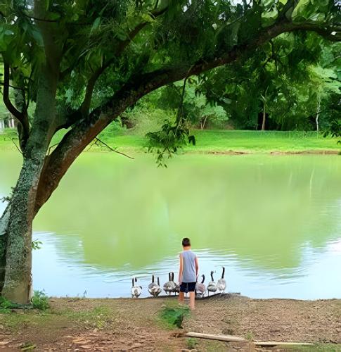 a man standing next to a group of ducks in a lake at Bosque do Itaoca - Beira do Rio, Lago, Mata Nativa in Guararema