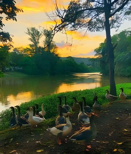 a group of ducks standing next to a lake at Bosque do Itaoca - Beira do Rio, Lago, Mata Nativa in Guararema