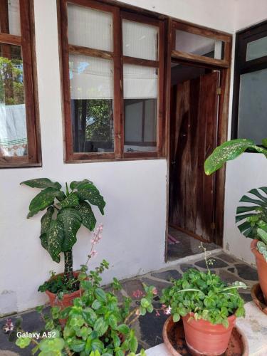 a group of potted plants in front of a door at La Casa D'Alick in Xochitlán de Romero Rubio