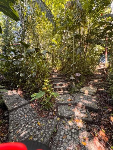 a path in the middle of a jungle with trees at Finca Tatin Hotel in Lámpara