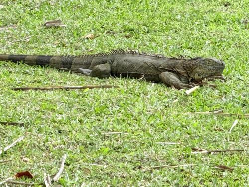 a lizard is laying in the grass at Cabaña del Lago in Marsella