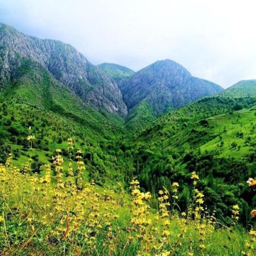 a green hillside with mountains in the background at Aliboyev Faridun xonadoni in Nurota
