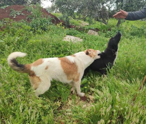 a brown and white dog playing with a black dog at Al-Yarmouk sanctuary in Balad ash Shaykh