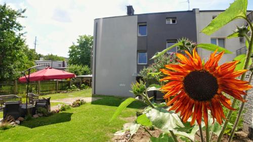 Vonkajšia záhrada v ubytovaní Studio Orłowo