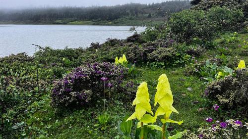a field of flowers next to a body of water at 香格里拉喀玛美敦民宿 in Shangri-La