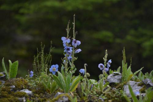 a bunch of purple flowers in a field at 香格里拉喀玛美敦民宿 in Shangri-La
