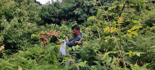 a man is standing in a field of plants at Orchard Oasis Homestay in Mukteswar