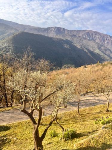 a tree in a field with mountains in the background at Milele in Sigale