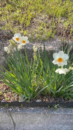 a couple of white flowers in a garden at ガーデンリゾート 潮美庵 in Hatsukaichi