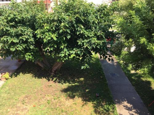 two trees in the grass next to a sidewalk at la casa d’ Irene in Yiánnouli