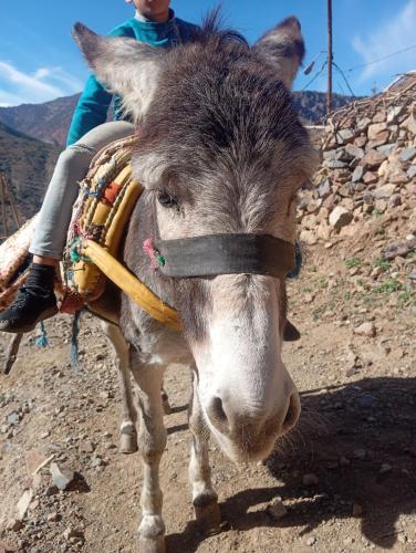 a donkey with a person riding on its back at Atlas Pearl in Aguersioual