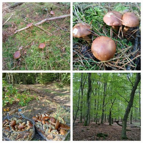 Imagen de la galería de Am Froschteich, en Dolgen