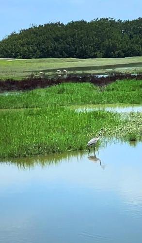 a bird standing in the middle of a body of water at Suite frente al lago I ABNB in Ayampe