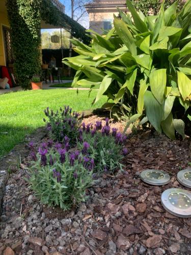 a garden with purple flowers and green plants at La tua casa con giardino a 2 passi dal centro in Modena