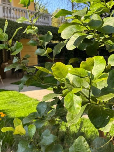 a tree with green leaves in a yard at La tua casa con giardino a 2 passi dal centro in Modena