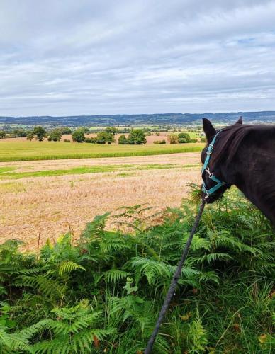 a horse wearing a blanket standing in a field at Le Ranch Normand in Les Cresnays