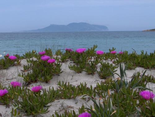 a bunch of pink flowers on the beach at Casa Marina Maria in Murta Maria