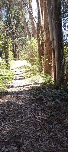 a path with leaves on the ground next to a tree at Mindfulness Glamping, Retiro de Yoga, Todo Incluido in Mexico City