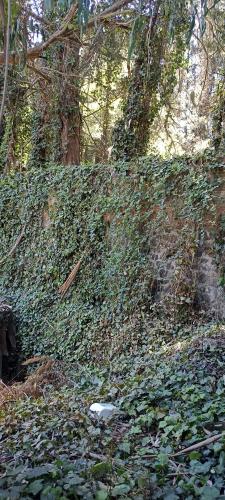 a hill covered in green ivy in a forest at Mindfulness Glamping, Retiro de Yoga, Todo Incluido in Mexico City
