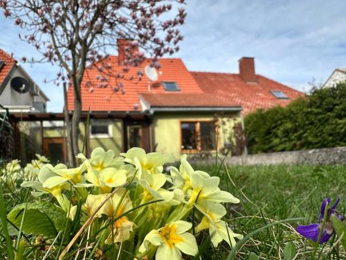 a field of flowers in front of a house at Am Kalvarienberg in Retz