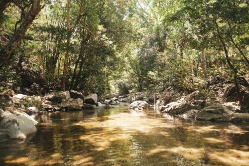 a river in a forest with rocks and trees at Hotel Hukumeizi Minca in Minca