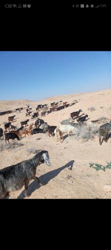 a group of animals standing in the sand at Dana to explore Bedouin life in Dana