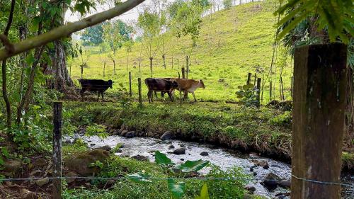 three cows standing in a field next to a stream at Bukala Village Lodge in San Ramón