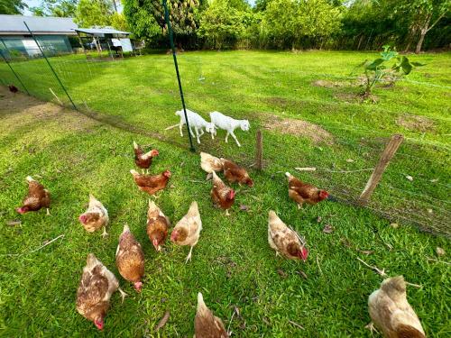 a group of chickens in a field with a dog at Bukala Village Lodge in San Ramón
