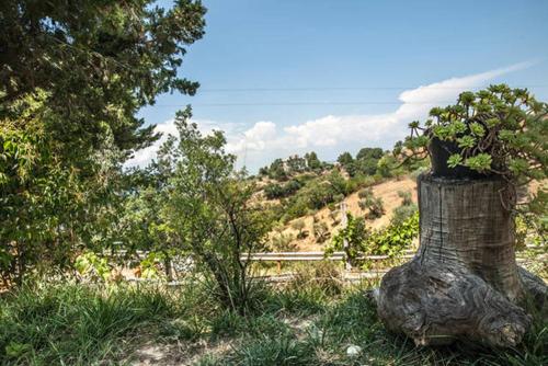 a tree stump with a plant on top of it at Agriturismo Miracco Atanasio Franco "Il Maniero" in Santa Sofia dʼEpiro