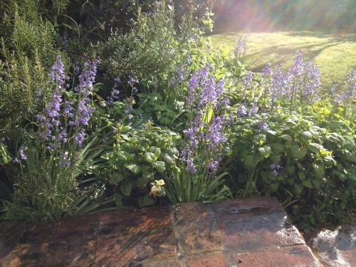 a garden with purple flowers and a rock at Stylish small barn near coast private garden Pass the Keys in Saint James