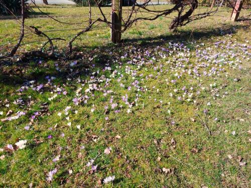 a field of purple flowers in the grass at LANDHAUS AnnMarie in Limbach im Burgenland