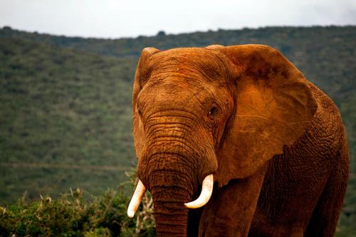 Animales en la casa vacacional o alrededores