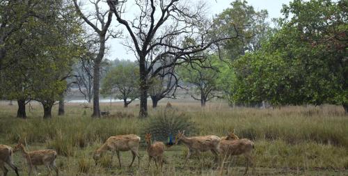 a group of deer standing in a field at Athulyam Kanha, kanha national park, mukki gate in Khāpa