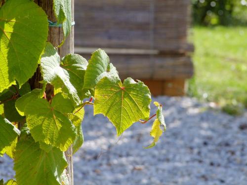 a plant with green leaves on a wooden pole at Agriturismo L'Acero Rosso in Sacile