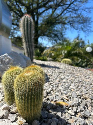 a cactus sitting on a gravel road at Villa Grazia in SantʼAgata di Militello