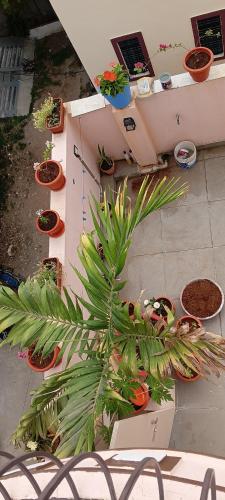 a group of potted plants sitting on a patio at Kasotiya Mansion Homestay in Surūrnagar