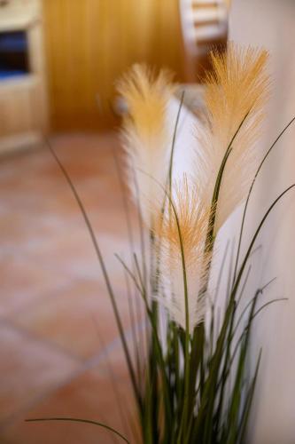 Fotografie z fotogalerie ubytování Essence Apartman Tokaj v destinaci Tokaj