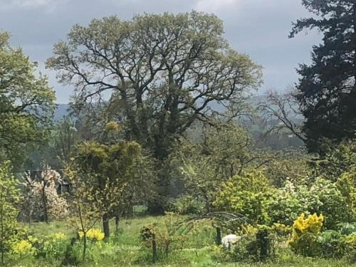 a large tree in the middle of a field at 224 Rue St Martin in Montbray