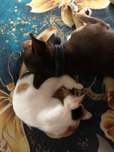 two cats laying on top of each other at Maison petite ferme d Edith in Kribi