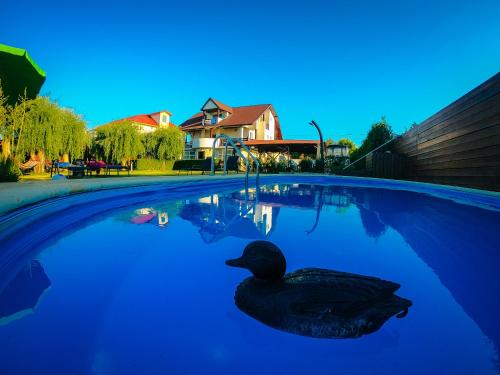 a black duck sitting in a swimming pool at Pensiunea Regina Deltei in Băltenii de Sus